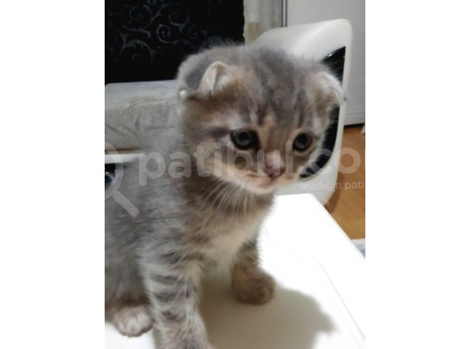 Scottish Fold Whi̇skas Kürklü Yavrum görsel