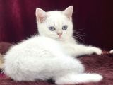 Safkan Pet Secereli Microchipli