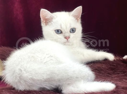 Safkan Pet Secereli Microchipli