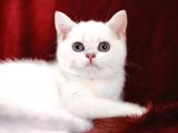 Safkan Pet Secereli Microchipli
