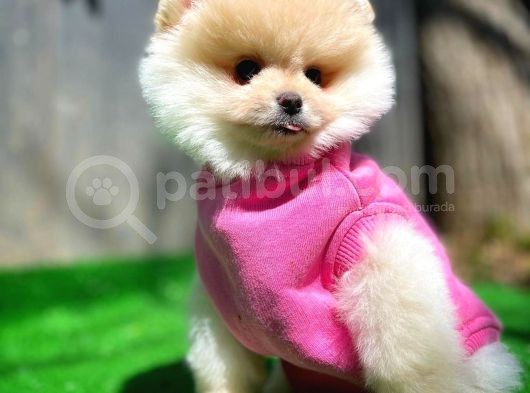 Aa Kalite Safkan  Pomeranian Oğlumuz görsel