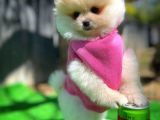Aa Kalite Safkan  Pomeranian Oğlumuz