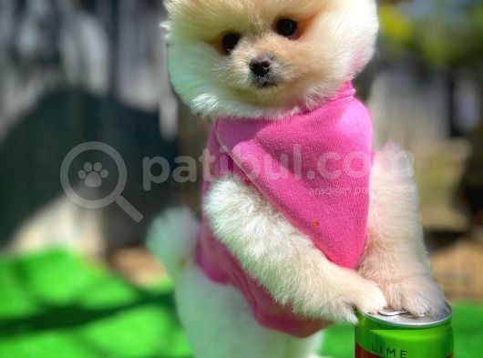 Aa Kalite Safkan  Pomeranian Oğlumuz görsel
