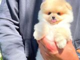 AA Kalite Safkan  Pomeranian Oğlumuz