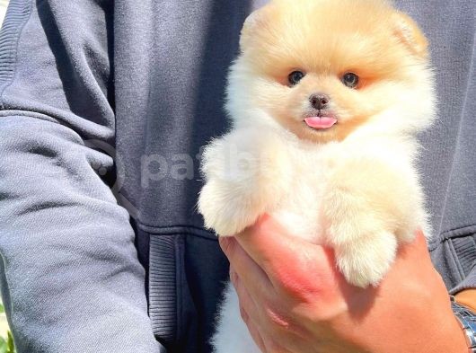 Aa Kalite Safkan  Pomeranian Oğlumuz