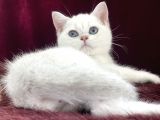 Safkan Pet Secereli Microchipli