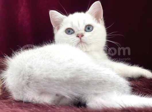 Safkan Pet Secereli Microchipli görsel