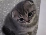 Scottish Fold Whi̇skas Kürklü Yavrum