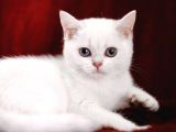Safkan Pet Secereli Microchipli