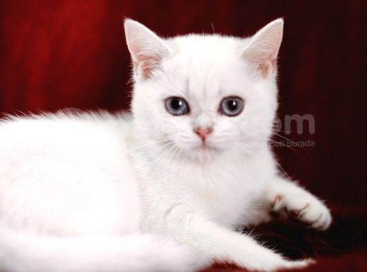 Safkan Pet Secereli Microchipli görsel