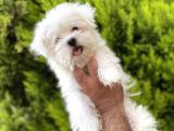 Safkan Maltese Terri̇er Yavrularımız