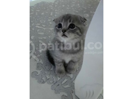 Scottish Fold Whi̇skas Kürklü Yavrum görsel