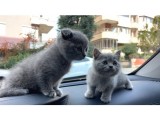 BRİTİSH VE SCOTTİSH SHORTHAİR YAVRULARIM