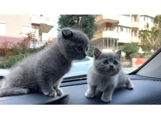 Bri̇ti̇sh Ve Scotti̇sh Shorthai̇r Yavrularim