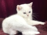 Safkan Pet Secereli Microchipli