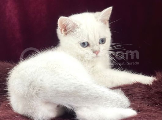Safkan Pet Secereli Microchipli görsel