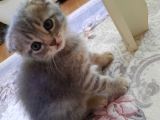Scottish Fold Whi̇skas Kürklü Yavrum