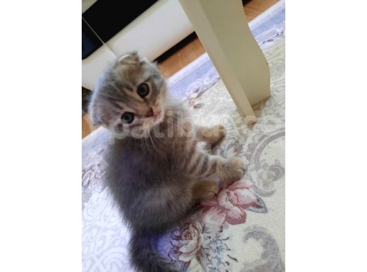 Scottish Fold Whi̇skas Kürklü Yavrum görsel