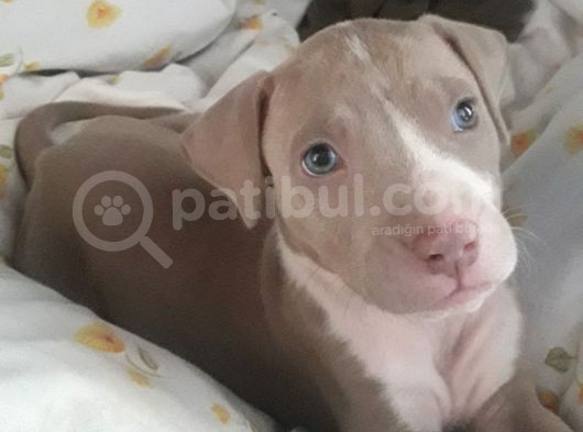 23 Nisan Doğumlu Erkek Silver Pitbull görsel