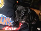 Siyah Pitbull Terrier Dişi