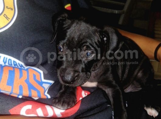 Siyah Pitbull Terrier Dişi görsel
