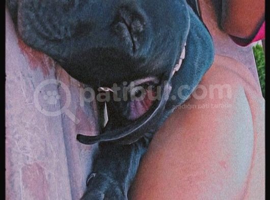 Siyah Pitbull Terrier Dişi görsel