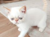 3 Aylık Erkek Oyuncu Exotiksorthair Tek Yavru Ozel Beslendi