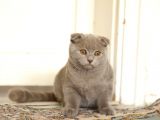 Lilac , Cinnamon Gri Siyah Yavrular