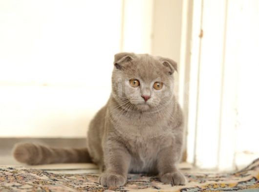 Lilac , Cinnamon Gri Siyah Yavrular