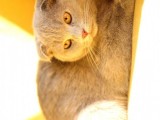 Lilac , Cinnamon Gri Siyah Yavrular