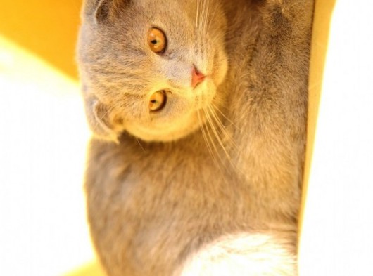 Lilac , Cinnamon Gri Siyah Yavrular görsel