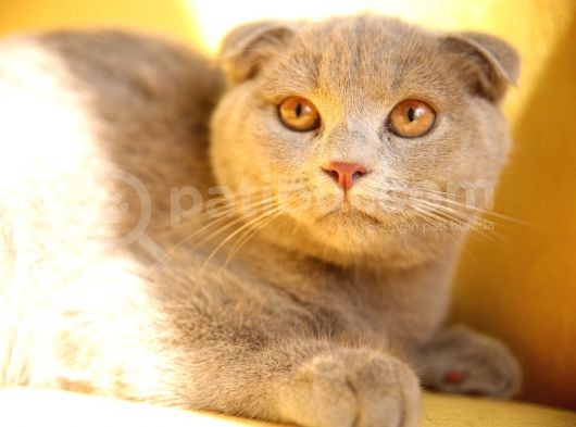Lilac , Cinnamon Gri Siyah Yavrular görsel