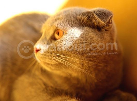 Lilac , Cinnamon Gri Siyah Yavrular görsel
