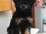 Show Kalite Toy Poodle Yavru