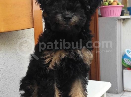 Show Kalite Toy Poodle Yavru