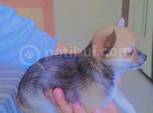 Chiwawa Dişi Yavrumuz Yeni Yuvasına Gitmeye Hazır görsel