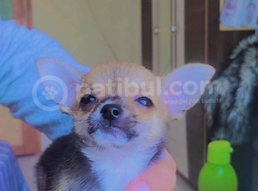 Chiwawa Dişi Yavrumuz Yeni Yuvasına Gitmeye Hazır