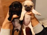 Show Kalite Siyah Krem Pug Yavrular