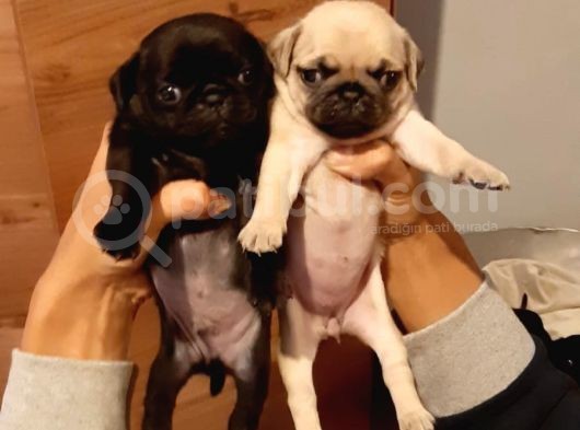 Show Kalite Siyah Krem Pug Yavrular