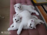 Scottish Fold Kıvrık Kulak