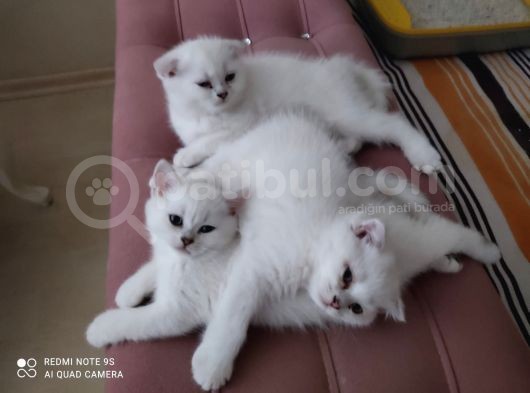 Scottish Fold Kıvrık Kulak görsel