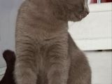 Lilac , Cinnamon Gri Siyah Yavrular