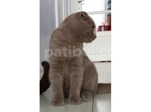 Lilac , Cinnamon Gri Siyah Yavrular görsel