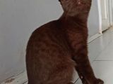 Lilac , Cinnamon Gri Siyah Yavrular