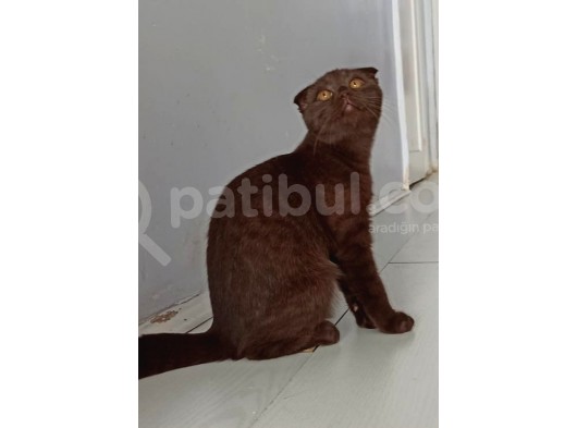 Lilac , Cinnamon Gri Siyah Yavrular görsel