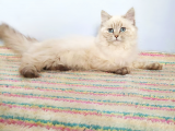 British Longhair Lynx Point 7 Aylık Erkek