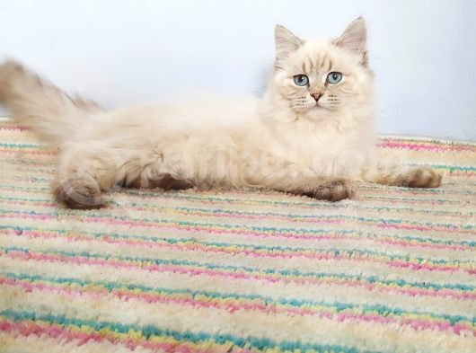 British Longhair Lynx Point 7 Aylık Erkek görsel