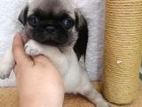 Disi /Erkek A Kalite Pug Mops Bebekler