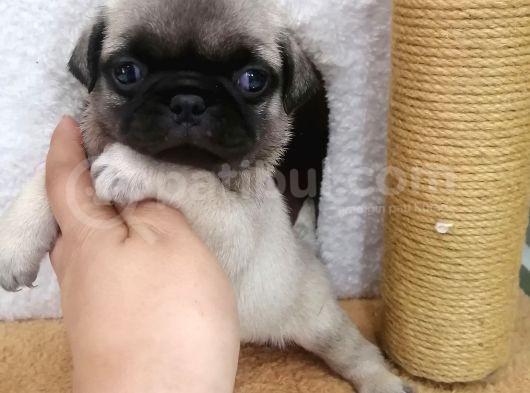 Disi /Erkek A Kalite Pug Mops Bebekler görsel