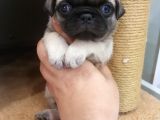 Disi /Erkek A Kalite Pug Mops Bebekler